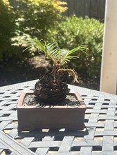 Sago palm bonsai for sale  San Carlos
