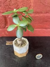 Jade money plant for sale  OXFORD