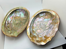 Pair large abalone for sale  Saginaw
