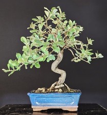Bonsai eleagno elaeagnus usato  Cison di Valmarino