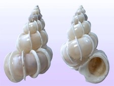Epitoniidae epitonium scalare usato  Roma