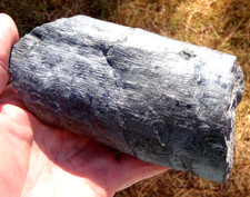 Calamites fossil pennsylvanian for sale  Birmingham