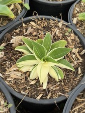 Variegated fox tail for sale  San Diego