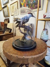 Flameback woodpecker taxidermy for sale  RIPON