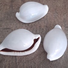 Curiosité taxidermie coquilla d'occasion  Montpellier-