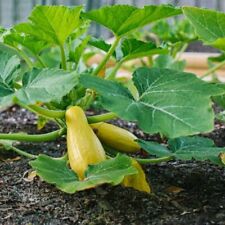 Prolific straightneck summer for sale  Deltona