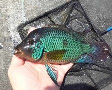 Geophagus brasiliensis pearl for sale  De Leon Springs