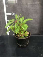 Begonia carolineifolia for sale Begonia carolineifolia for sale  LINCOLN