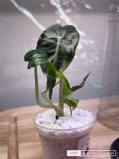 Alocasia venom pup for sale  Roundup