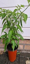 Bangladeshi long hot for sale  BRISTOL