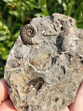 Rare amaltheus subnodosus for sale  REDCAR