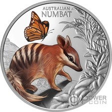Baby numbat simpatica usato  Ciampino