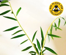 60cm drought tolerant for sale  GLOUCESTER