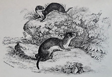 Weasel weasels bingley for sale  OSWESTRY