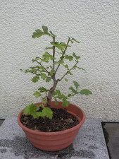 Bonsai utdoor weissdorn gebraucht kaufen  Neustadt a.d.Donau