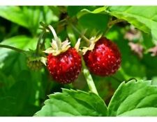 Walderdbeeren pflanzen bio gebraucht kaufen  Radebeul