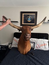 Texas longhorn steer for sale  Fort Walton Beach