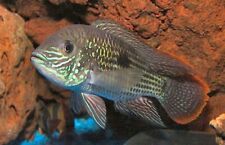 Green terror cichlids for sale  Miami