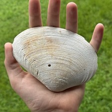 Large mercenaria fossil for sale  Williamsburg