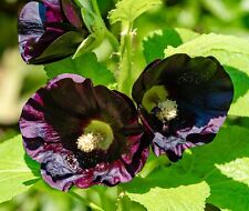 150x black hollyhock for sale  DEWSBURY