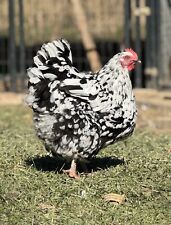 English orpington variety for sale  Gonzales