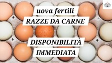 Uova fertili razze usato  Treviso