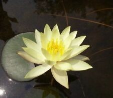 Gelbe seerose welch gebraucht kaufen  Kaiserslautern