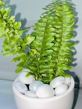 Boston fern sword for sale  SOUTHAMPTON