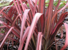 Phormium pink panther usato  Maddaloni