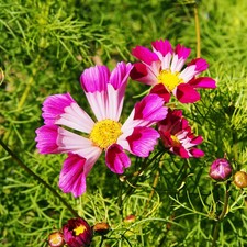 Graines cosmos sea d'occasion  Guipavas