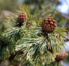 Pinus sylvestris pino usato  Napoli