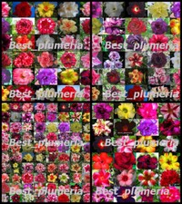 Adenium obesum mixed d'occasion  Expédié en Belgium
