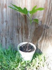 chicago hardy fig tree for sale chicago hardy fig tree for sale Julian