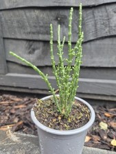 Samphire plant 9cm for sale  LONDON