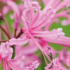 Nerine bowdenii pink for sale  IPSWICH