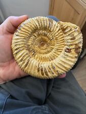 Large grade perisphinctid for sale  ST. ALBANS