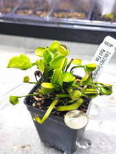 Venus flytrap red for sale  Lorton