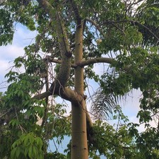 Silk floss ceiba for sale  West Covina