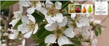 Pear trees anjou for sale  Winston Salem