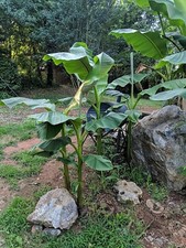Musa basjoo banana for sale  Cartersville