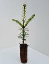 Nordman fir abies for sale  INVERNESS