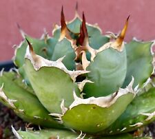 Agave titanota clone usato  Napoli