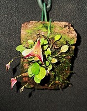 Lepanthes golondrina gebraucht kaufen  Wettringen