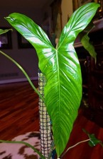 Rare philodendron pinnatilobum for sale  Glenmoore