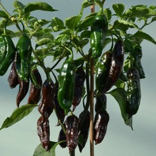 Chilli pepper seeds for sale  PEEBLES