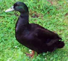 Cayuga duck 12 for sale  HOLSWORTHY