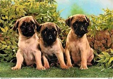 Animals dogs pug d'occasion  Expédié en Belgium