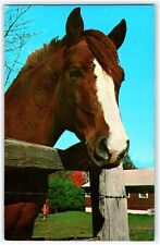 Morgan gelding bald for sale  South Bend
