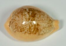 Cypraea langfordi seashell for sale  Palo Alto