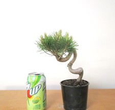 Dwarf mugo pine for sale  Garden Grove